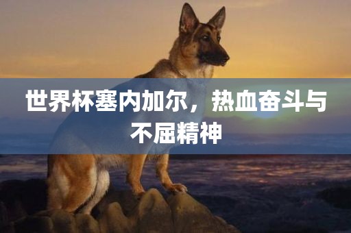 世界杯塞内加尔，热血奋斗与不屈精神