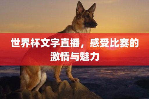 世界杯文字直播，感受比赛的激情与魅力