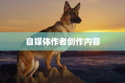 自媒体作者创作内容