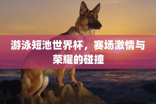 游泳短池世界杯，赛场激情与荣耀的碰撞