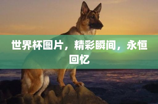 世界杯图片，精彩瞬间，永恒回忆