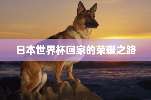 日本世界杯回家的荣耀之路